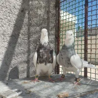 نروماده طوقی