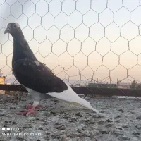 کبوتر رنگه|پرنده|تربت‌حیدریه, شهرک ولیعصر|دیوار