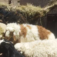 گوسفند فروشی