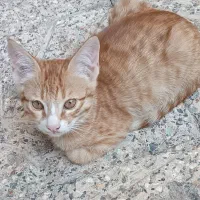 واگذاری گربه خانگی|گربه|مراغه, |دیوار