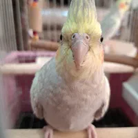 عروس هلندی خوشگل و دستی