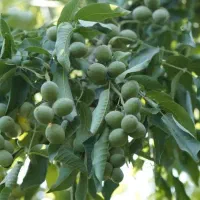 نهال فروشی انواع میوه های خاص