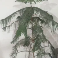 گلکاجفروشی|گل و گیاه طبیعی|زاوه, |دیوار