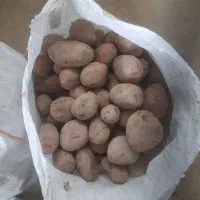 بذر سیب زمینی آگریا کلاس B وارداتی