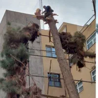 نیسان کمپرسی خریدار. چوب|خدمات باغبانی و درختکاری|نوشین شهر, |دیوار