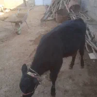 یک عددگوساله نر پروار