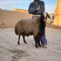 قوچ افشاری بع شرط پرش|حیوانات مزرعه|تاکستان, |دیوار