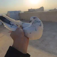 کفتر پرشی خال خوب|پرنده|نسیم‌شهر, |دیوار