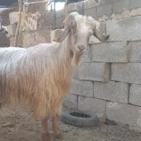 بز جفت ۱۹ تیشتر ۱۵|حیوانات مزرعه|مسجد سلیمان, |دیوار