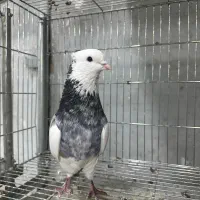 کفتر کبوتر طوقی و دم‌سفید