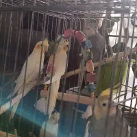 عروس هلندی|پرنده|کردکوی, |دیوار