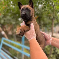 سگ مالینویز.مالینوا توله و بالغ