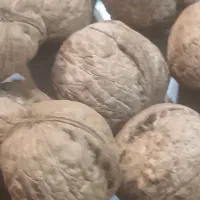 گردوی فرد اعلا تویسر کان|عمده‌فروشی|رشت, آب و برق|دیوار