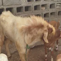 فروش نری مخصوص مال ...بزرگ و هیکلی|حیوانات مزرعه|میناب, |دیوار