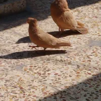 جفت آبادانی زرد