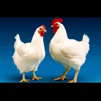 مرغ زنده یزد تازه