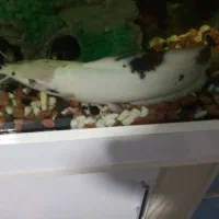 کت آفریقایی