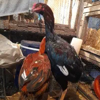 خروس لاری ۸ماهه