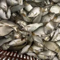 بچه ماهی کپور بشقابی طلایی|ماهی|بابل, |دیوار