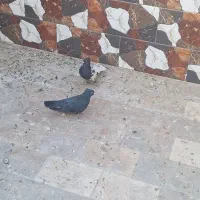 کفتر زاغ کاکلی کل سیاه