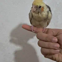 طوطی گمشده|حیوانات|شاهینشهر, گزبرخوار|دیوار