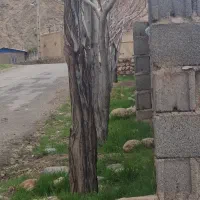 باغ-با-آب-معزاباد-در-طرح-هادی
