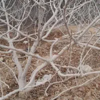 سلام صفر تا صد درختان پسته انجام می شود