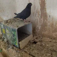 کفتر|پرنده|بم, |دیوار