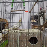 عروس هلندی زیبا و مولد|پرنده|بندر ماهشهر, |دیوار