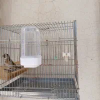 سهره ماده سه ساله ،شهرضا|پرنده|اصفهان, سرشبادران|دیوار