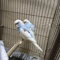 مرغ عشق و فنچ