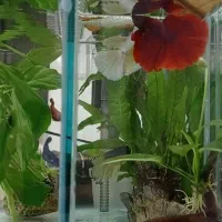 آکواریوم مخصوص برای جفت زدن ماهی فایتر|ماهی|اسلام‌شهر, زرافشان|دیوار