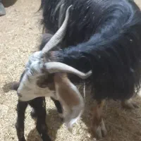 بز جوان هیکلی با بزغاله ۲۰‌روزه