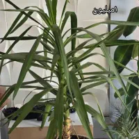 گل.|گل و گیاه طبیعی|شیراز, آزادگان|دیوار