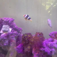 اکواریوم ابشورکامل