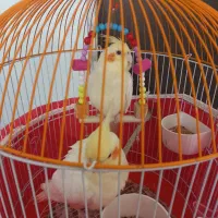 عروس هلندی