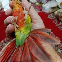 فروش جوجه گرینچیک|پرنده|کرمان, |دیوار