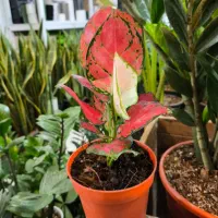 آگلونما صورتی مخصوص هدیه روز مادر|گل و گیاه طبیعی|بندرعباس, |دیوار