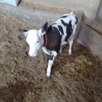 فروش گوساله سیمینتال ماده|حیوانات مزرعه|پلدختر, |دیوار