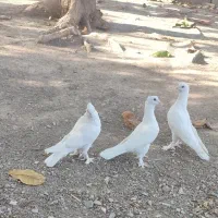 جوجه کفتر گره ایساده