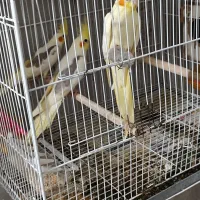 عروس هلندی دوکت