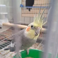جفت عروس هلندی