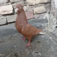 سلام