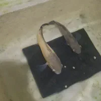 ماهی اسکار مولد