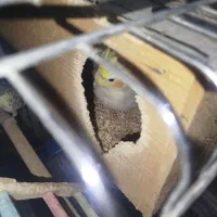 فروش طوطی عروس|پرنده|قائمشهر, |دیوار