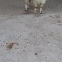 نربزدوقلوزا