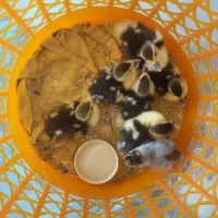 جوجه اردک اسراییلی روسی،تخم مرغ محلی،تخم بوقلمون|حیوانات مزرعه|اصفهان, ارغوانیه|دیوار