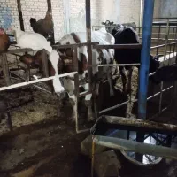 گاوهلشتاین.همراه با گوساله