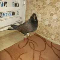 یک عدد موشی نر