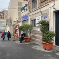 گلدان درختچه شمشاد